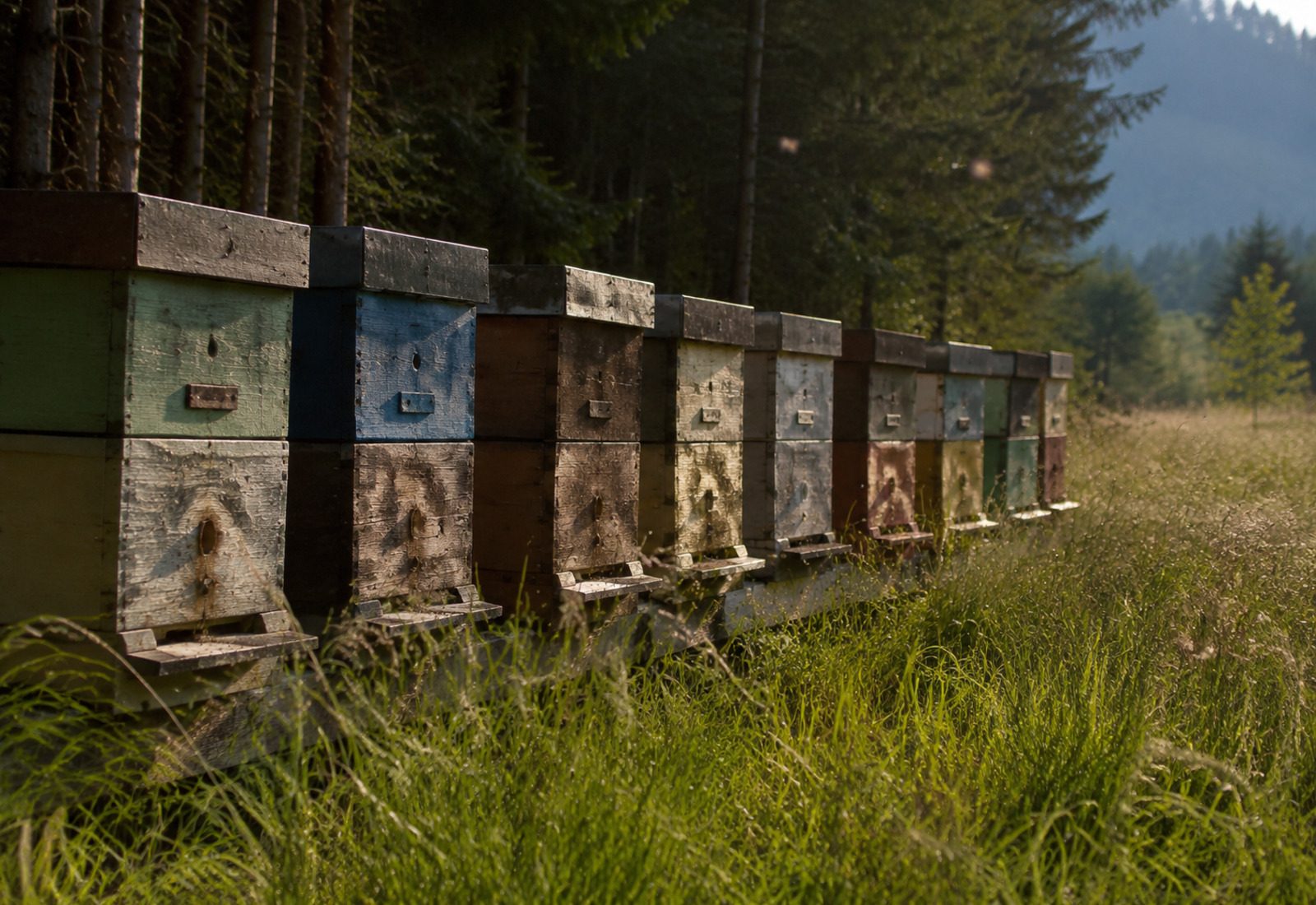 Reihe verwitterter Holzbeuten am Waldrand einer Bergwiese im Abendlicht